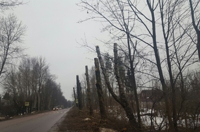 В Токсово проводятся работы по спилу опасных деревьев